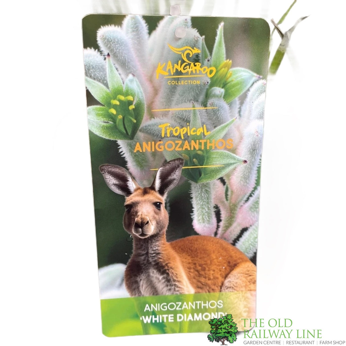 ANIGOZANTHOS Red / White Kangaroo Paw ASSORTED 2L