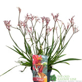 ANIGOZANTHOS Red / White Kangaroo Paw ASSORTED 2L