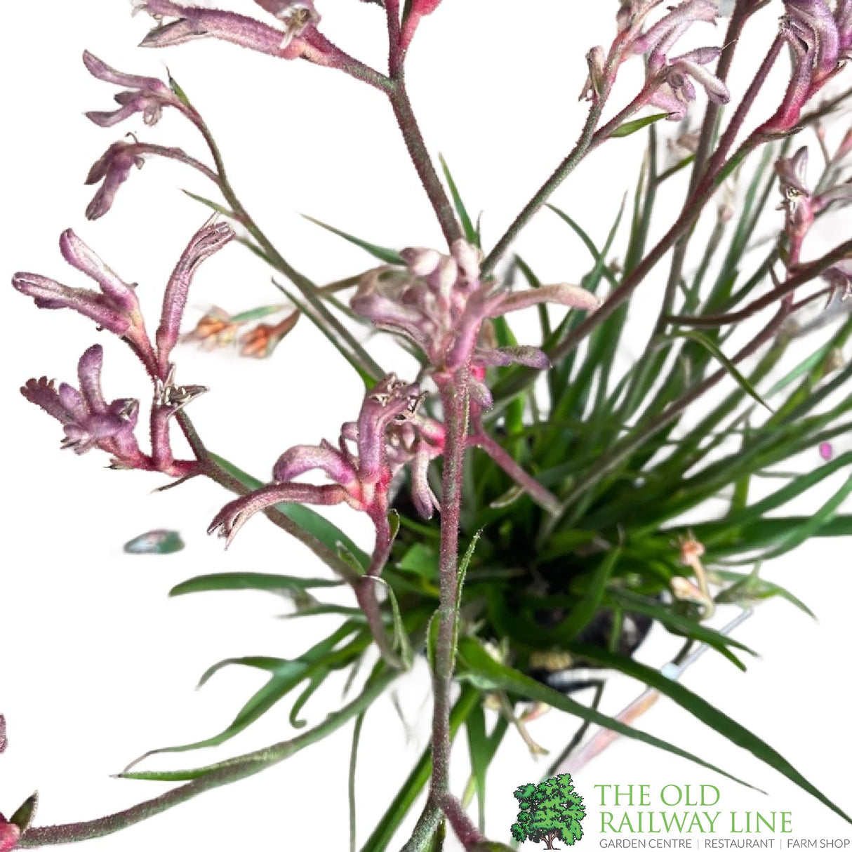 ANIGOZANTHOS Red / White Kangaroo Paw ASSORTED 2L