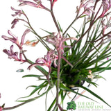 ANIGOZANTHOS Red / White Kangaroo Paw ASSORTED 2L