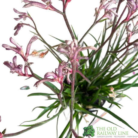 ANIGOZANTHOS Red / White Kangaroo Paw ASSORTED 2L