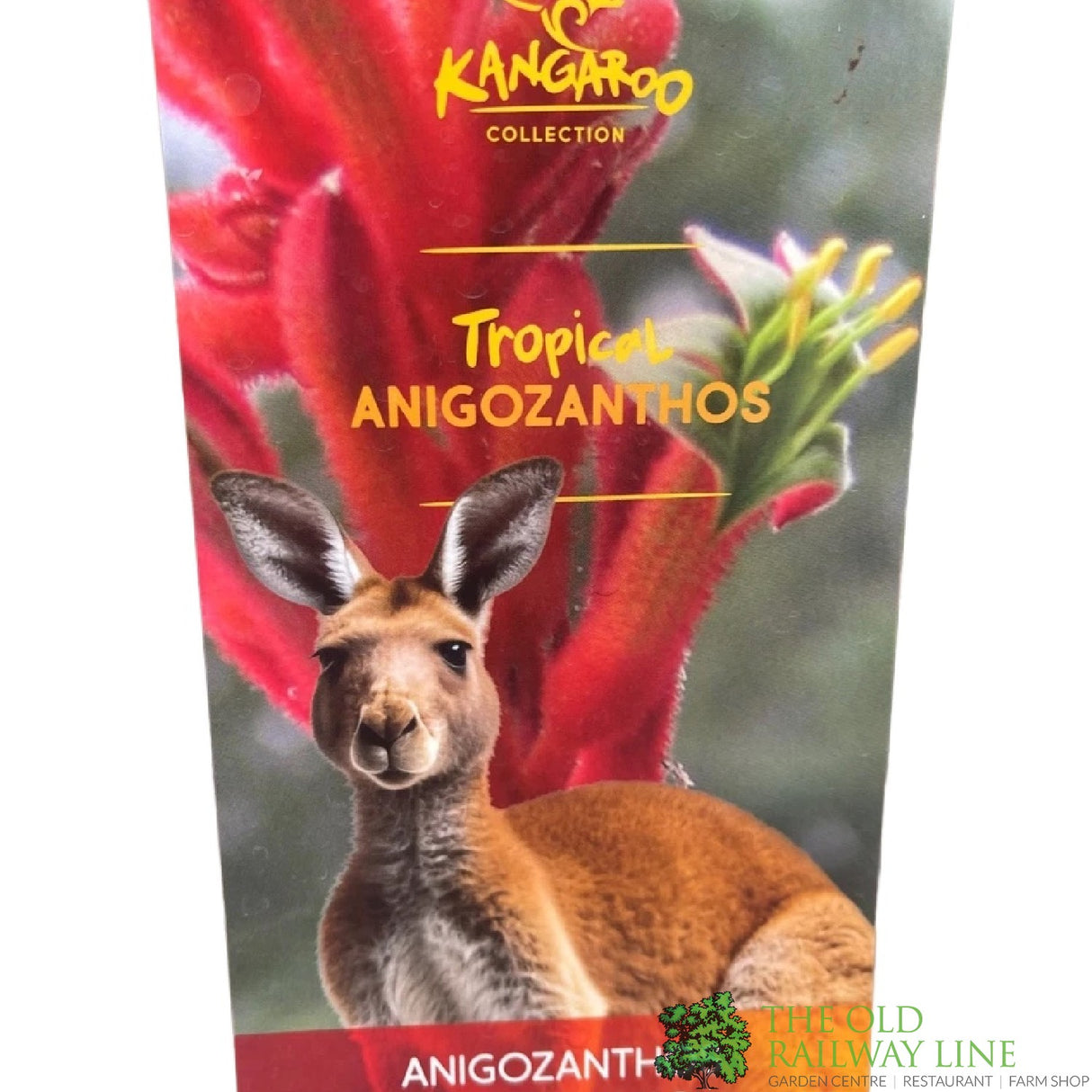 ANIGOZANTHOS Red / White Kangaroo Paw ASSORTED 2L