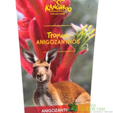ANIGOZANTHOS Red / White Kangaroo Paw ASSORTED 2L