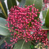 Skimmia japonica 'Rubella' Plant 5Ltr Pot