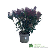 Skimmia japonica 'Rubella' Plant 5Ltr Pot