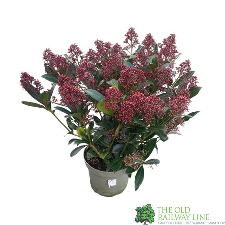 Skimmia japonica 'Rubella' Plant 5Ltr Pot