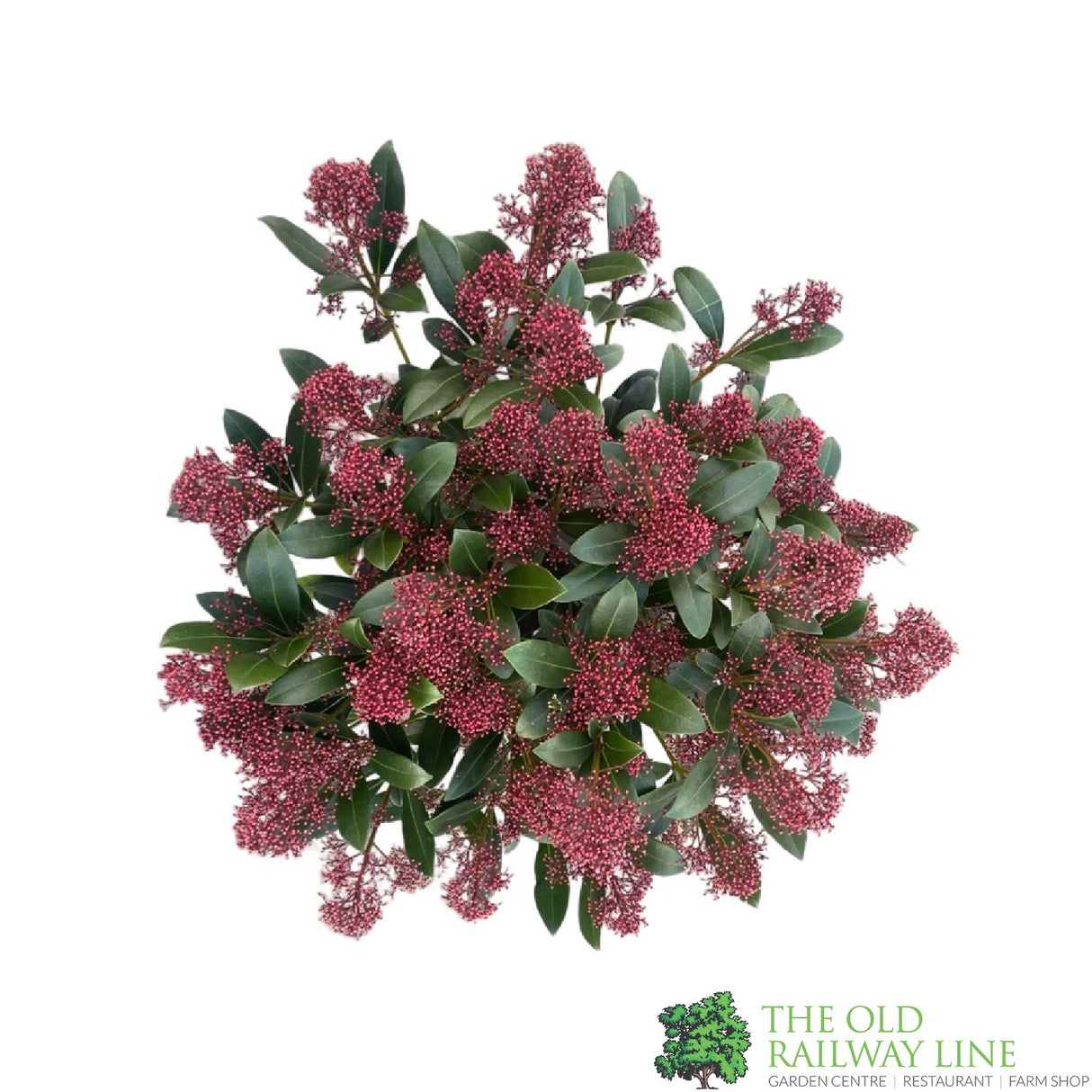 Skimmia japonica 'Rubella' Plant 5Ltr Pot