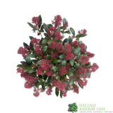 Skimmia japonica 'Rubella' Plant 5Ltr Pot