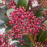 Skimmia japonica 'Rubella' Plant 5Ltr Pot