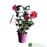 Camellia japonica '1001 Summer Nights' Plant 1.5Ltr Pot
