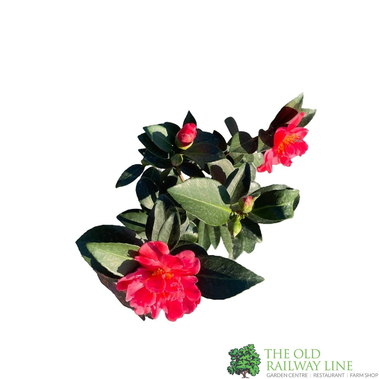Camellia japonica '1001 Summer Nights' Plant 1.5Ltr Pot
