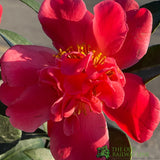 Camellia japonica '1001 Summer Nights' Plant 1.5Ltr Pot