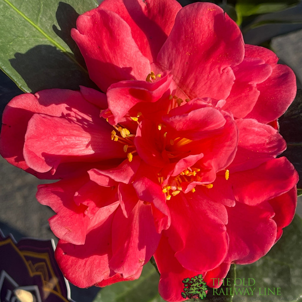 Camellia japonica '1001 Summer Nights' Plant 1.5Ltr Pot