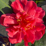 Camellia japonica '1001 Summer Nights' Plant 1.5Ltr Pot