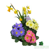 Mother's Day Primrose & Daffodil - Lavender Pot 22cm
