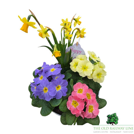 Mother's Day Primrose & Daffodil - Lavender Pot 22cm