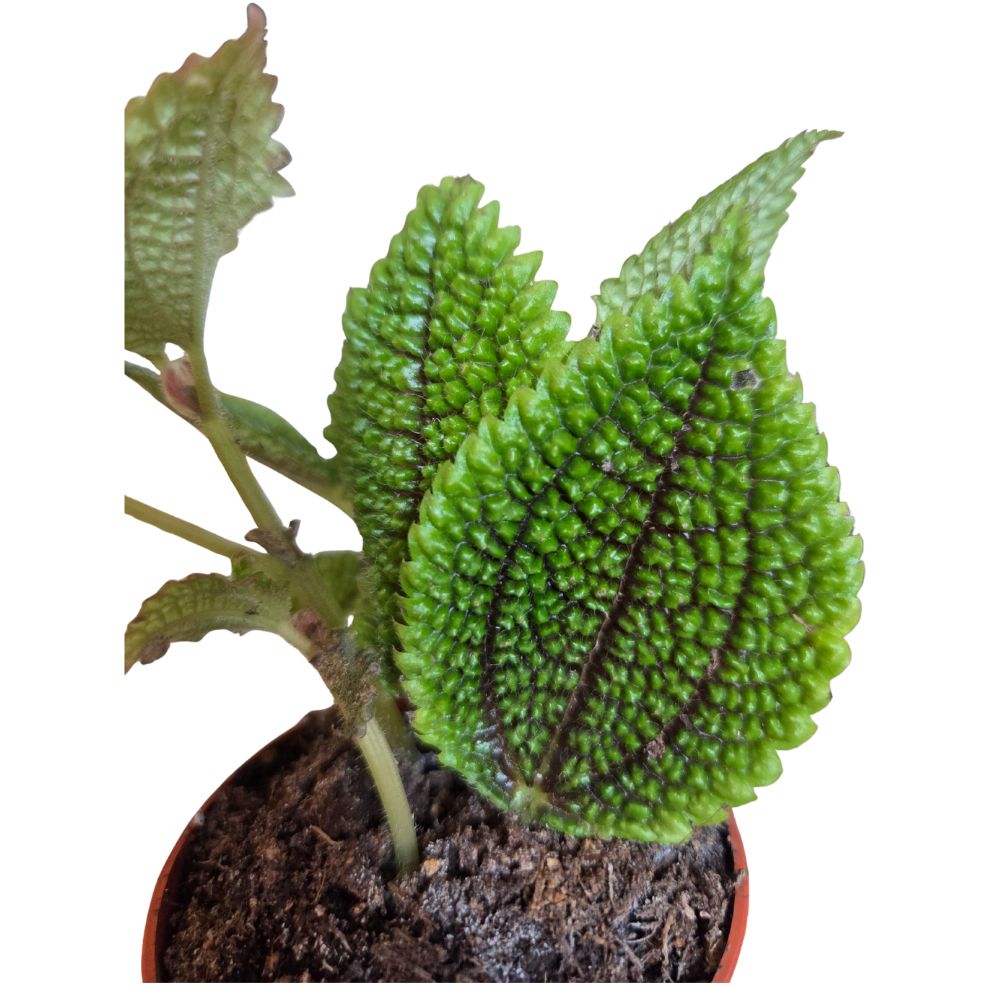 Pilea 7cm - Mixed - Houseplant - (Choice of 3)