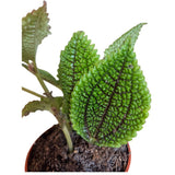 Pilea 7cm - Mixed - Houseplant - (Choice of 3)