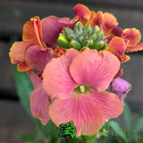 Porters Hoticulture Erysimum Mixed 1.5ltr Pot (Choice of 5)