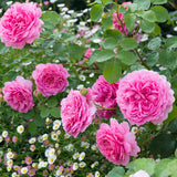 David Austin 'Princess Alexandra of Kent' Bright Pink English Shrub Rose Plant 6Ltr Pot