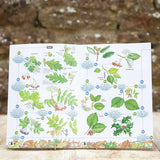 Wildlife World Trees Field Guide