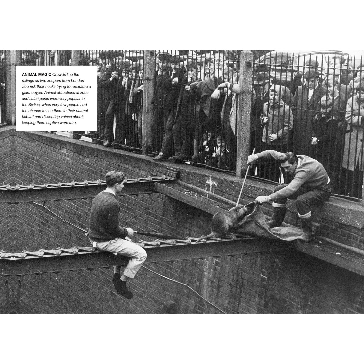 A Childhood in the 60s Book by Tim Glynne-Jones