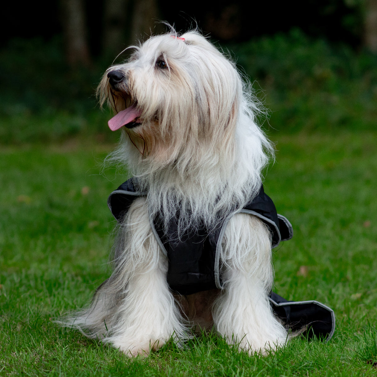 Ancol Black Stormguard Dog Coat Small/Medium