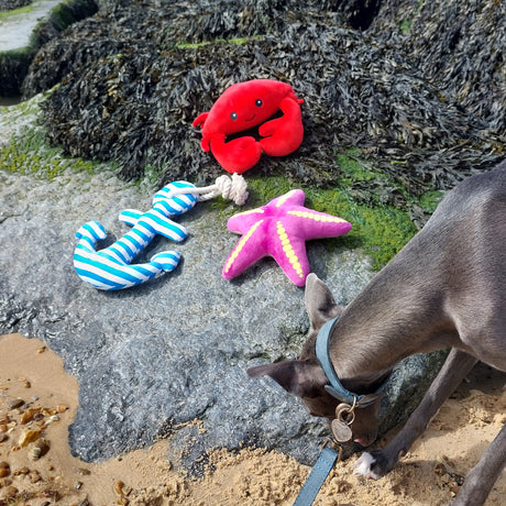 Ancol 28cm Eco-Friendly Recycled Squeeky Dog Toy (Choice of 3)