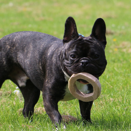 Ancol Eco-Friendly Meaty Chew Toy (Choice of 3)