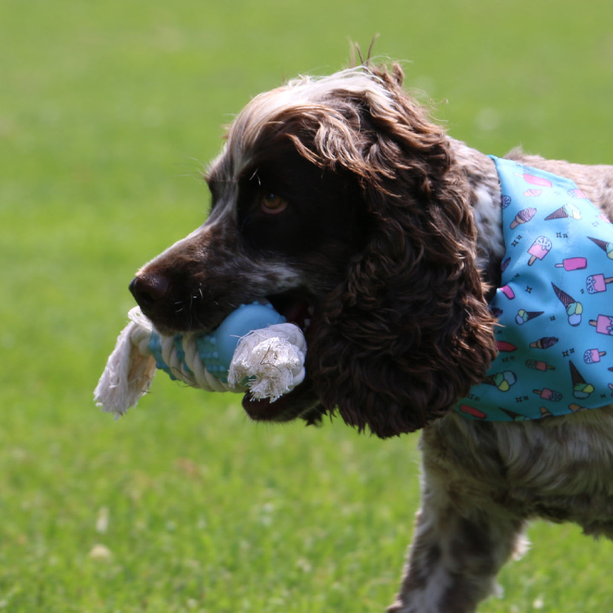 Ancol Eco-Friendly  Rice Husk and Cotton Rope Tugger Dog Toy (Choice of 3)