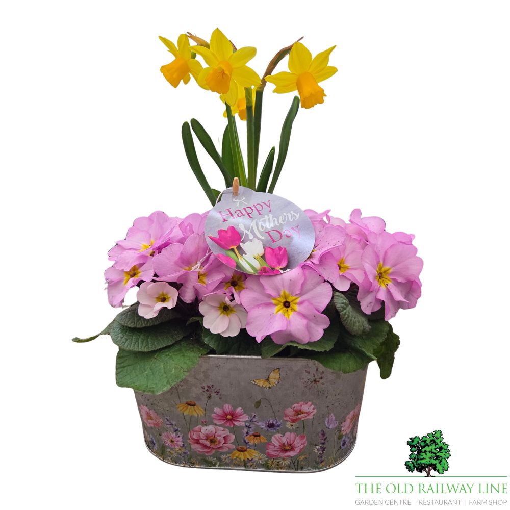 Mother's Day Primrose & Daffodil - Butterfly Trough 23cm