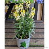 Porters Hoticulture Erysimum Mixed 1.5ltr Pot (Choice of 5)