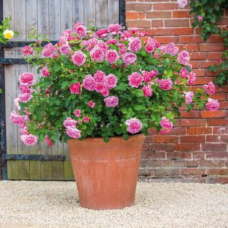 David Austin 'Princess Alexandra of Kent' Bright Pink English Shrub Rose Plant 6Ltr Pot