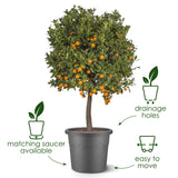 Elho 40cm Algarve Cylindro Plastic Pot - Thyme Green