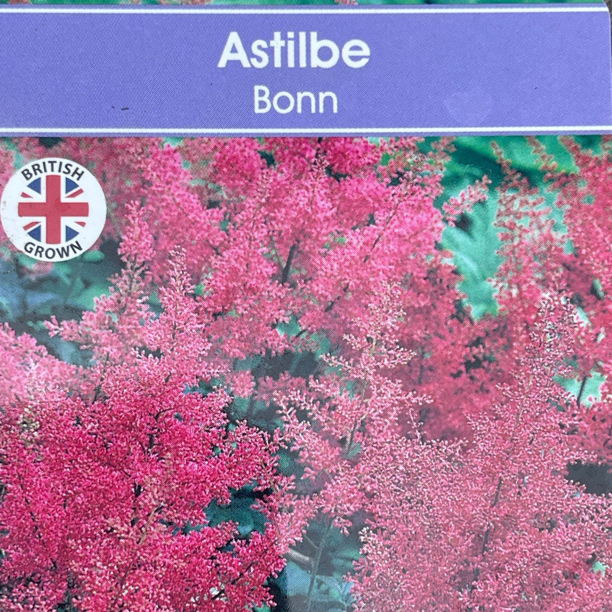 Astilbe 'Bonn' Plant - 3Ltr Pot