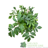 Astilbe 'Bonn' Plant - 3Ltr Pot