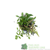 Astilbe 'Ellie' Plant - 3Ltr Pot