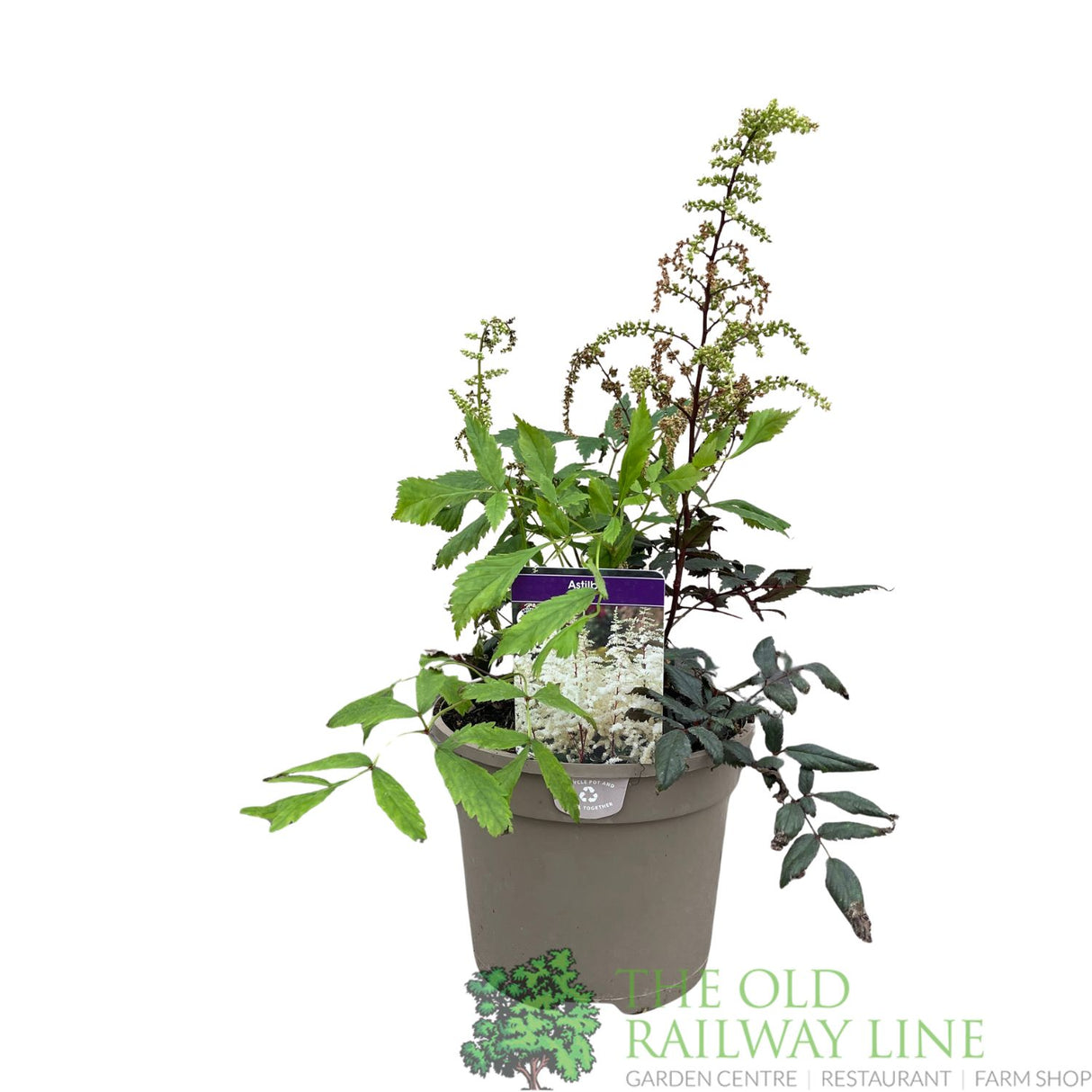 Astilbe 'Ellie' Plant - 3Ltr Pot