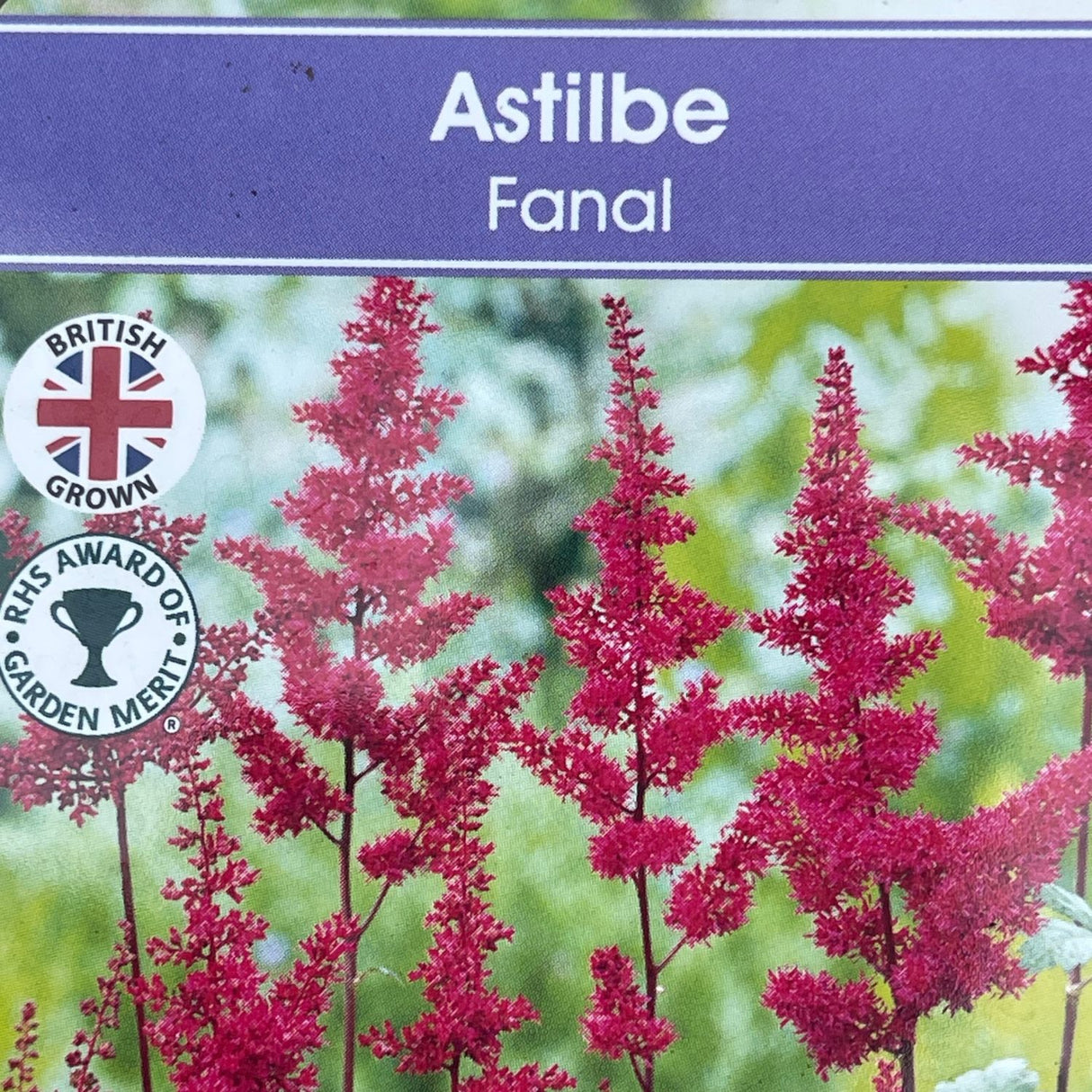 Astilbe 'Fanal' Plant - 3Ltr Pot