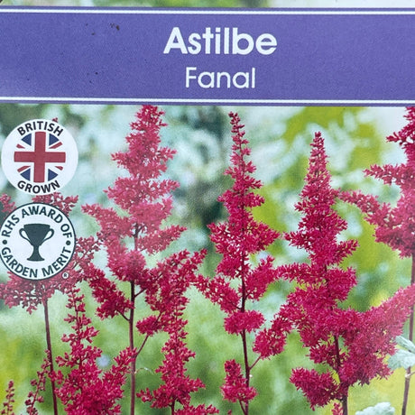 Astilbe 'Fanal' Plant - 3Ltr Pot