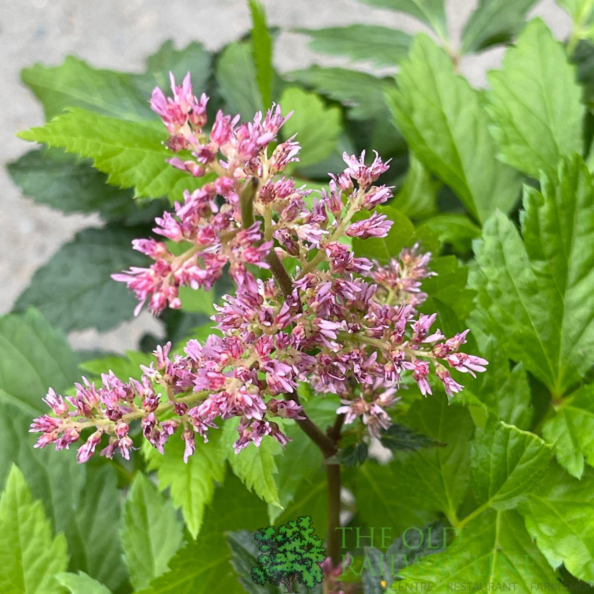 Astilbe 'Fanal' Plant - 3Ltr Pot