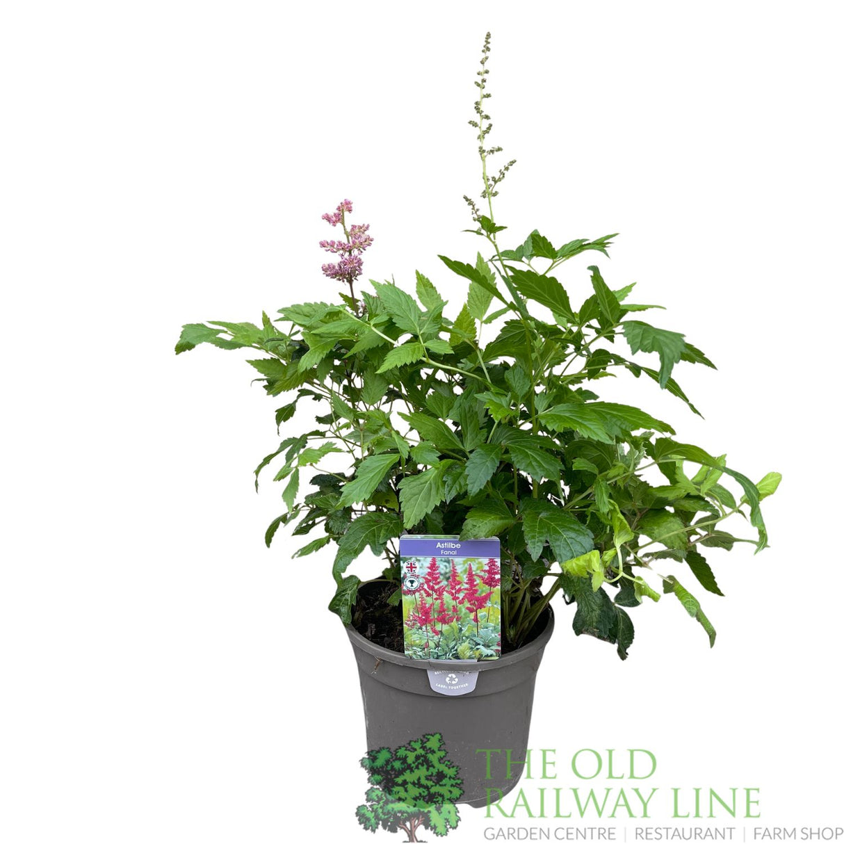 Astilbe 'Fanal' Plant - 3Ltr Pot