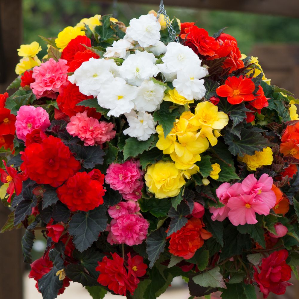Begonia 'Nonstop Mixed' Plug Plants 20 Cells