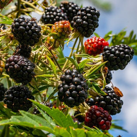 Blackberry 'Oregon Thornless' Fruit Bush 3Ltr Pot