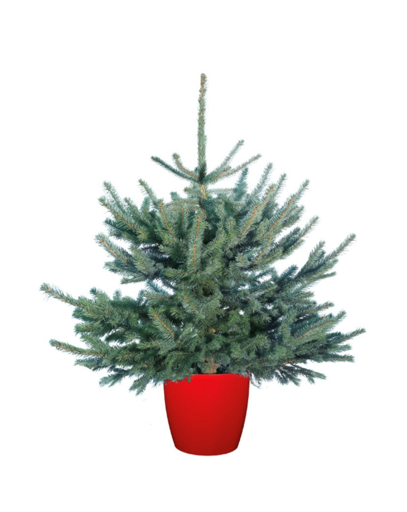 Blue Spruce 3-4ft Pot Grown Christmas Tree