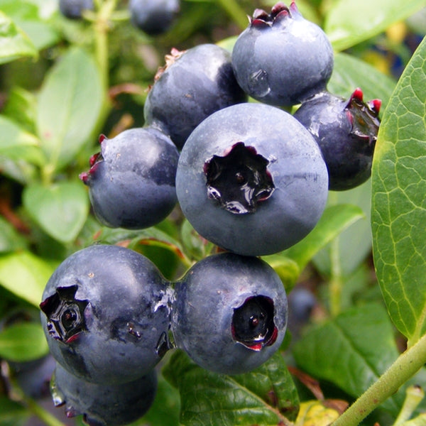 Blueberry 'Duke' Fruit Bush 2Ltr Pot