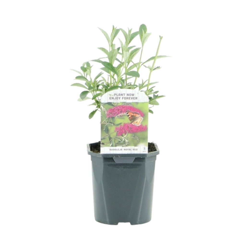 Buddleja dav 'Royal Red' Butterfly Bush Plant - 2Ltr Pot