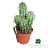 Cacti Cereus Mixed Houseplant - 12cm Pot - (Choice of 2)