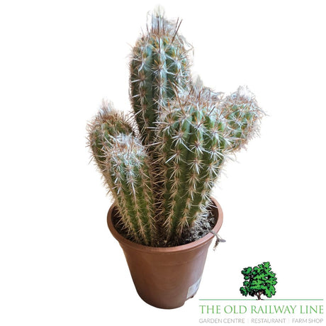 Cacti Cereus Mixed Houseplants - 17cm Pot - (Choice of 2)