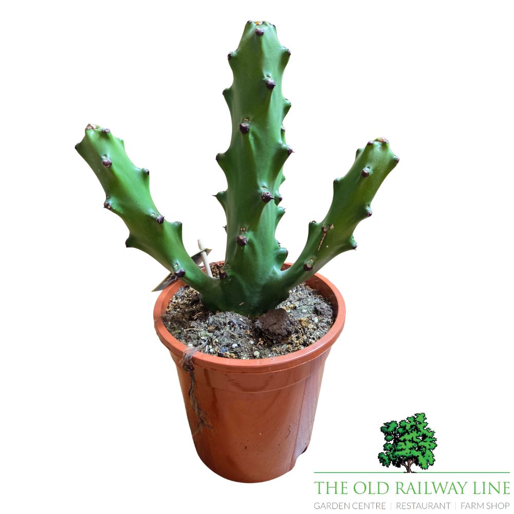 Cacti Cereus Mixed Houseplants - 17cm Pot - (Choice of 2)